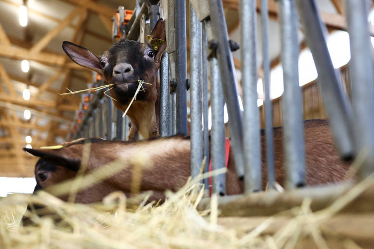 Cabras parecem conseguir diferenciar emoção na voz humana, diz estudo