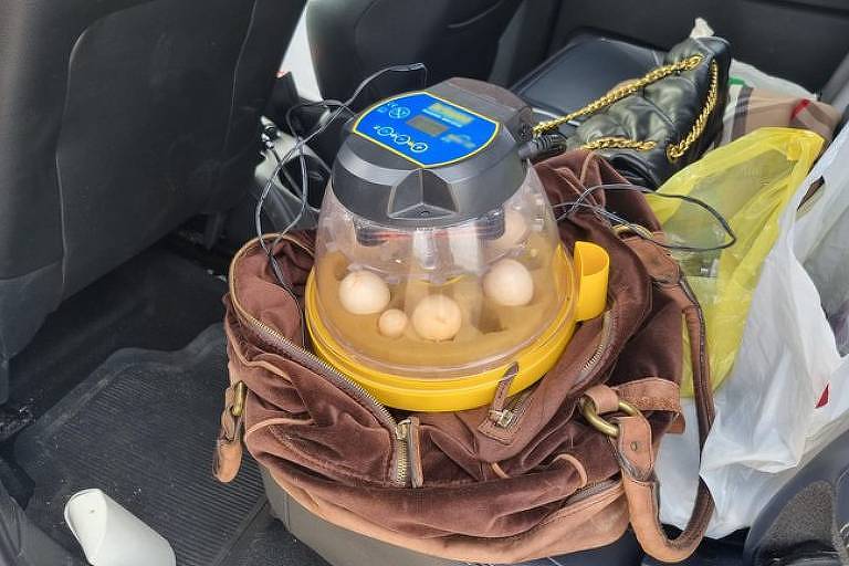 A imagem mostra uma estufa com ovos dentro de um carro
