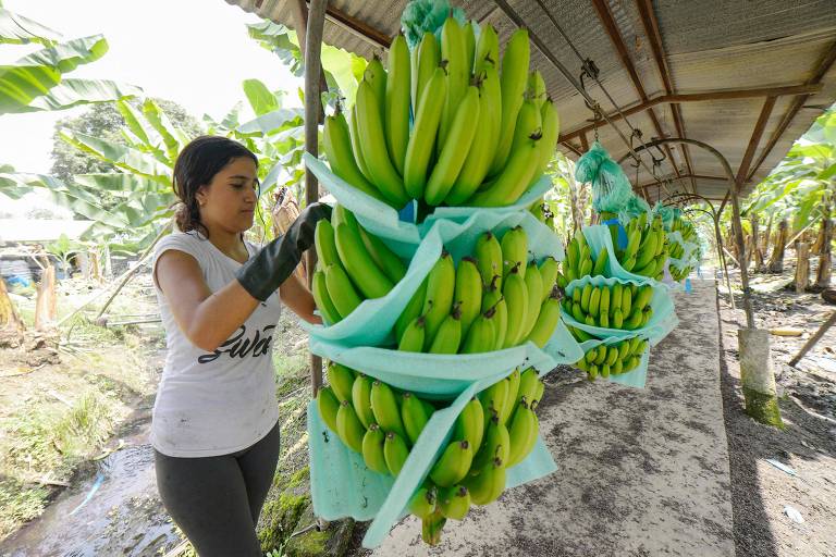 Banana do Equador é nova vítima da Guerra da Ucrânia