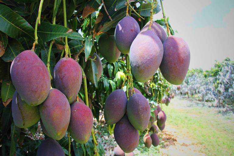 Fruticultura do sertão nordestino bate recordes e expande mercados