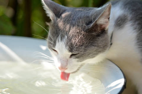 A cat drinks water in a summer garden on a hot day - Um gato bebe água em um jardim de verão em um dia quente - (Photo: Talulla/Adobe Stock) DIREITOS RESERVADOS. NÃO PUBLICAR SEM AUTORIZAÇÃO DO DETENTOR DOS DIREITOS AUTORAIS E DE IMAGEM