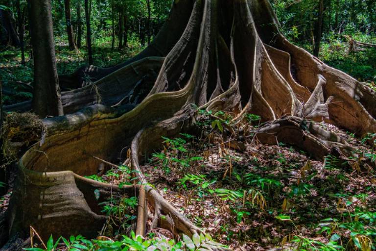 Como fértil terra preta da Amazônia está revelando segredos da floresta