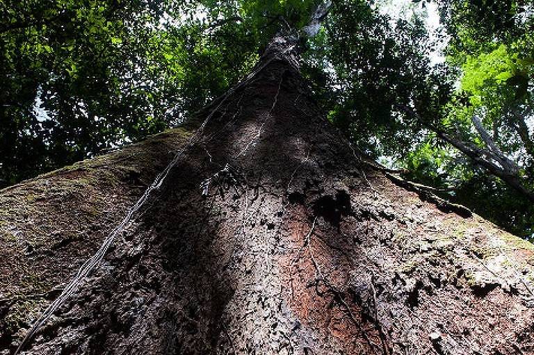 BID faz primeira emissão em reais para financiar projetos na Amazônia