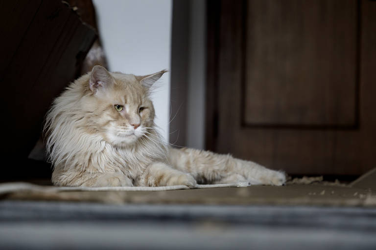 Gato de pelo com cor clara está deitado sobre tapete e olhando para a direção do chão