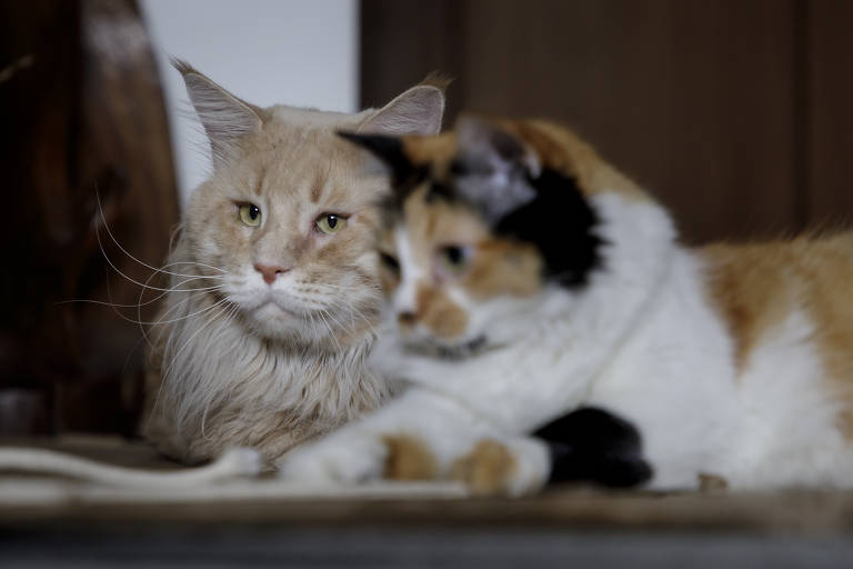 Por que os gatos miam mais para os humanos do que uns para os outros