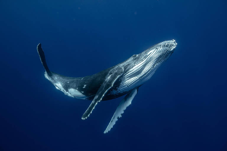 baleia está no centro da imagem, com água na cor azul escura ao redor