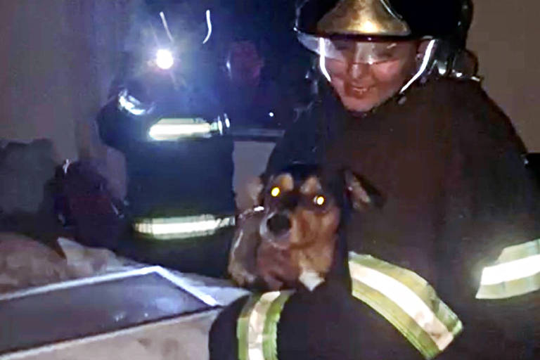 Vídeo mostra resgate de cão de apartamento que explodiu em Campinas (SP)