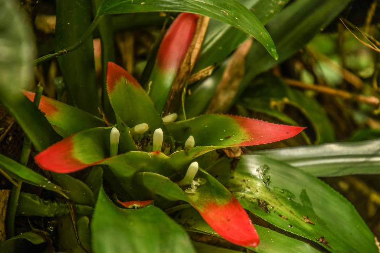 Bromélia com folhas verdes e pontas rosa