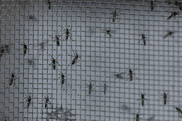 A indiferença e a picada do mosquito