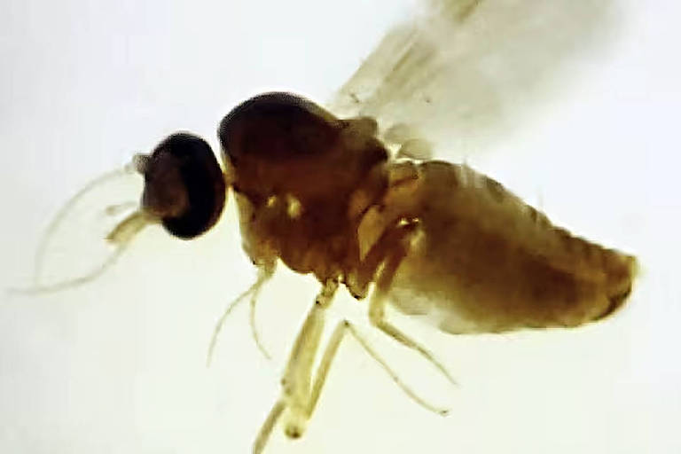 Culicoides paraensis, conhecido como maruim ou mosquito do mangue, transmite a febre oropouche 
