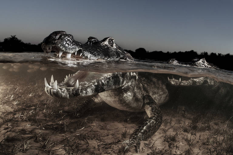 Veja imagens de Luciano Candisani na exposição 