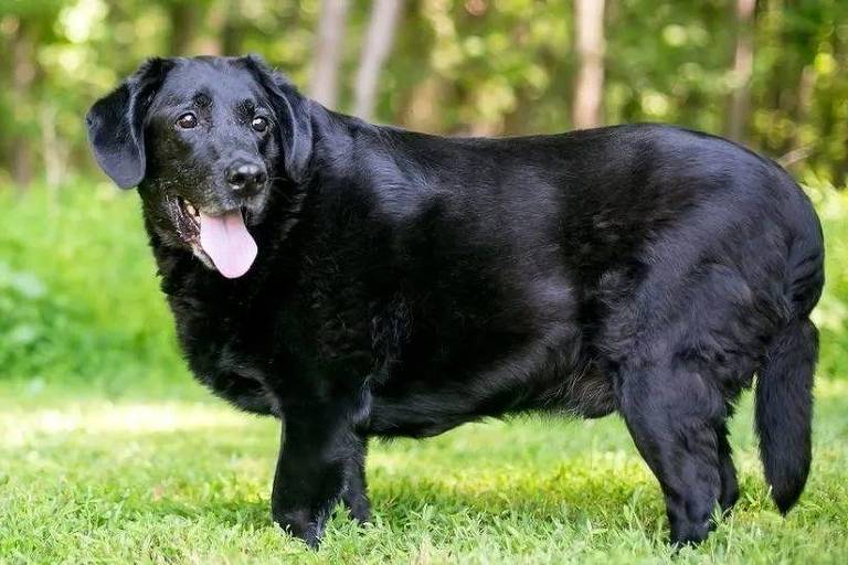 Cão preto
