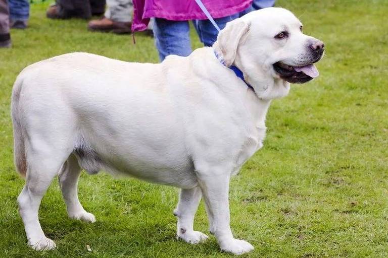 cão branco