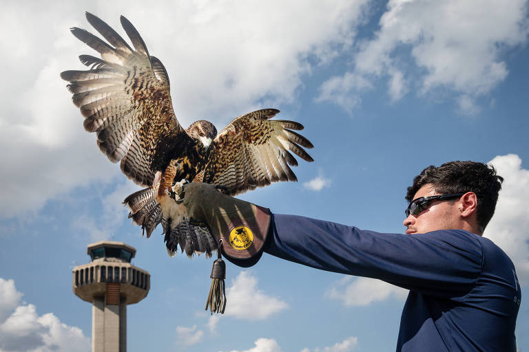 Aeroportos investem em aves de rapina, rojões e laser para evitar choques com animais