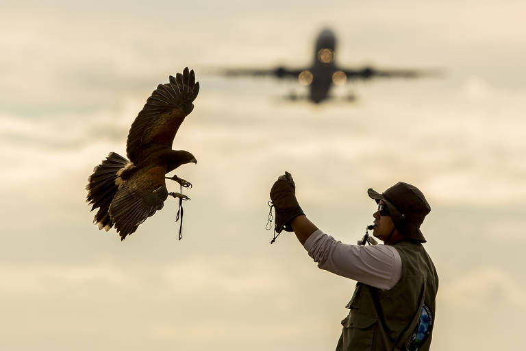 Falcão voa  para a mão do treinador, com apito na boca e chapéu, enquanto um avião decola ao fundo