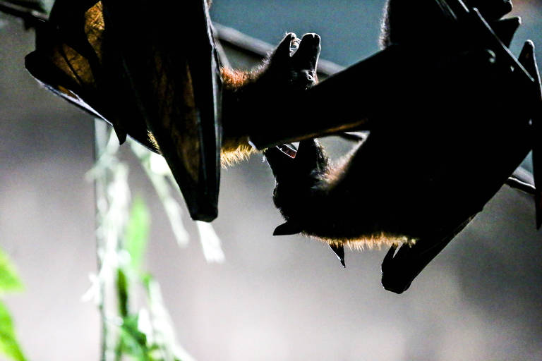Morcegos com raiva são encontrados em BH e regiões ficam sob ação de bloqueio do vírus