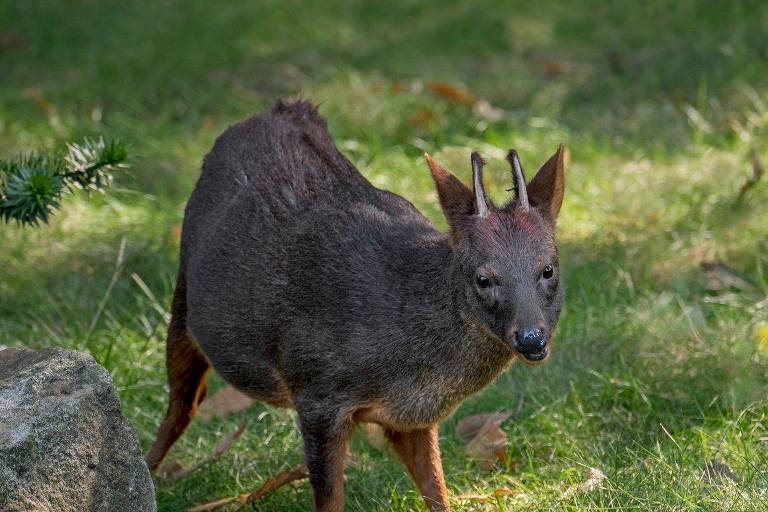 A nova espécie de mamífero descoberta por cientistas no Peru