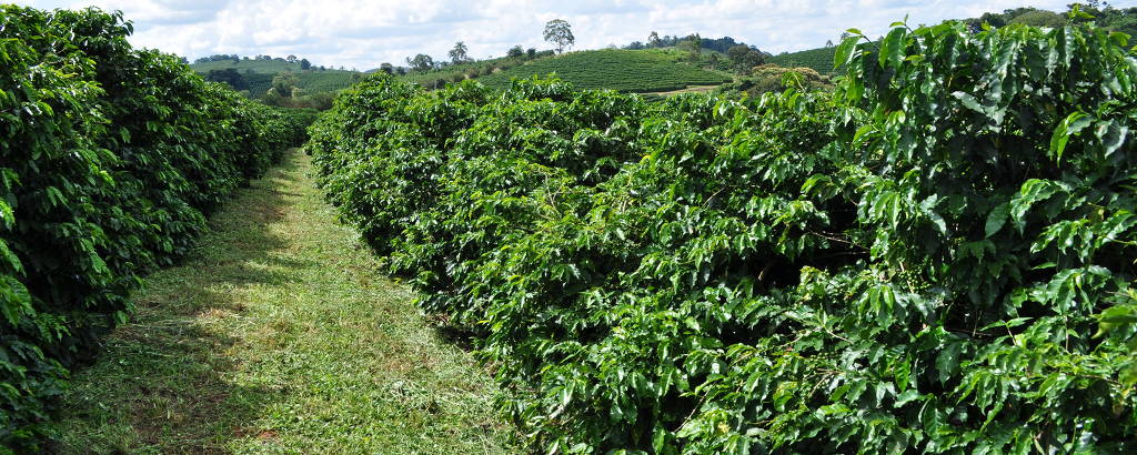 Plantas de café com muitas folhas verdes sob um céu ensolarado