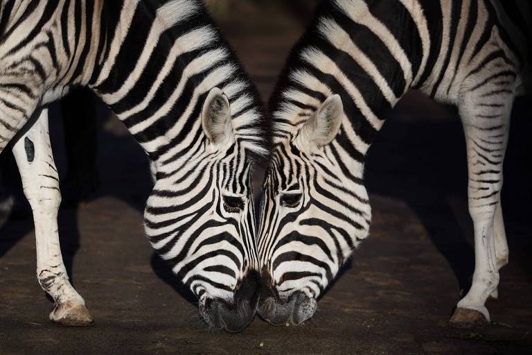 O que as zebras podem ensinar sobre o comércio internacional