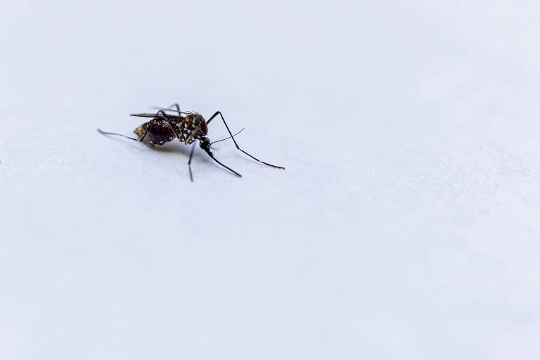 Mosquito aedes aegypti, transmissor da dengue