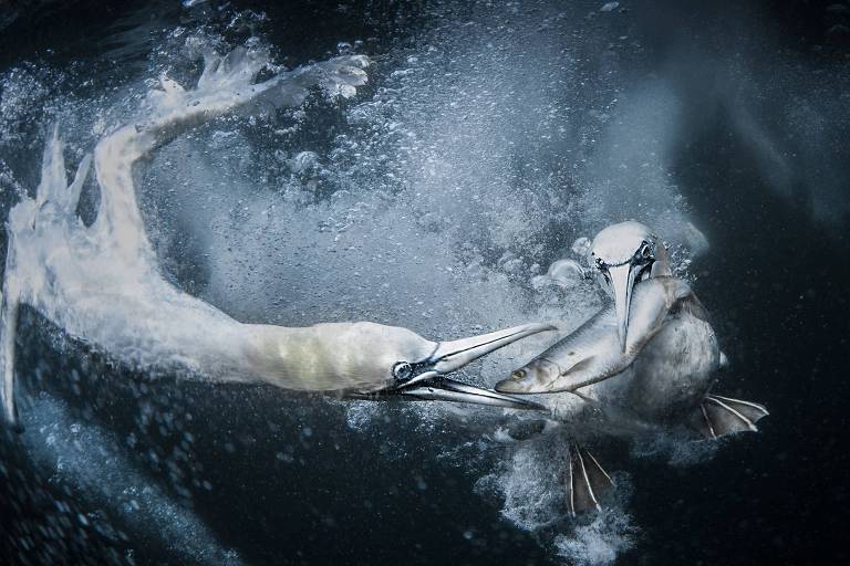 Imagem de aves capturando peixe vence prêmio de fotografia de natureza