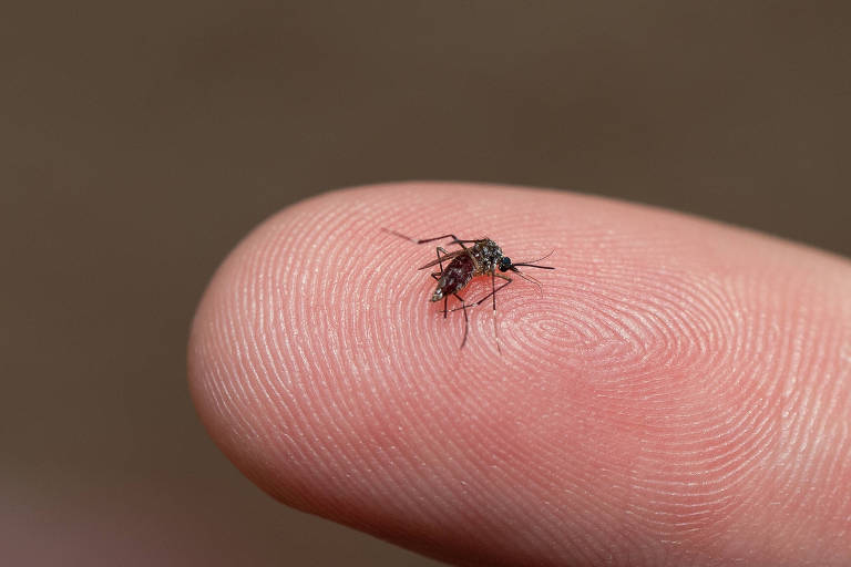 Homem segura mosquito da dengue Aedes aegypti nos dedos. 