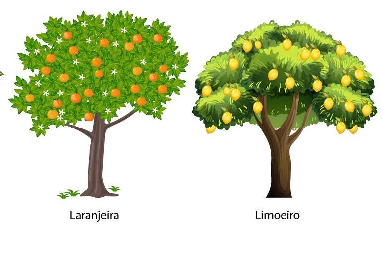 Ajude o menino a definir onde plantar a árvore em seu sítio no desafio da Folhinha