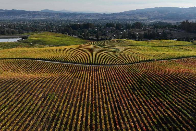 Mudança climática mudará profundamente a produção de vinho, indica estudo