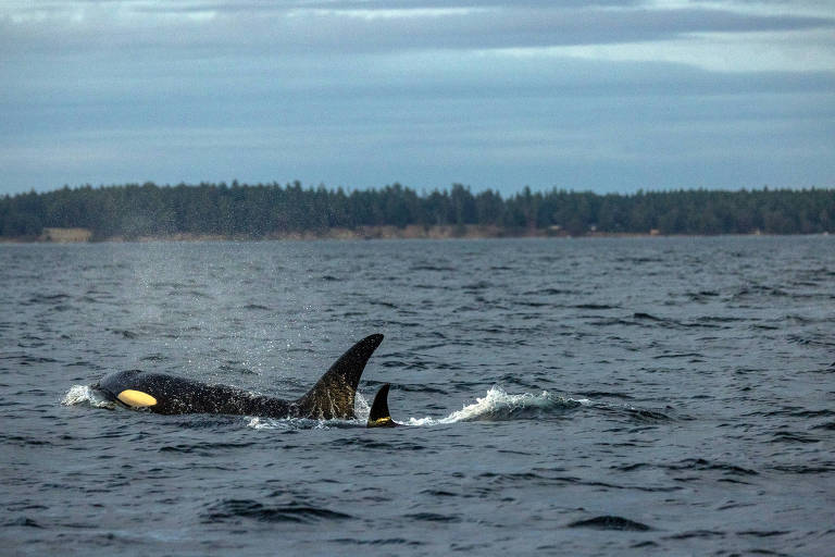Todas as orcas são classificadas como uma única espécie, mas talvez não seja bem assim