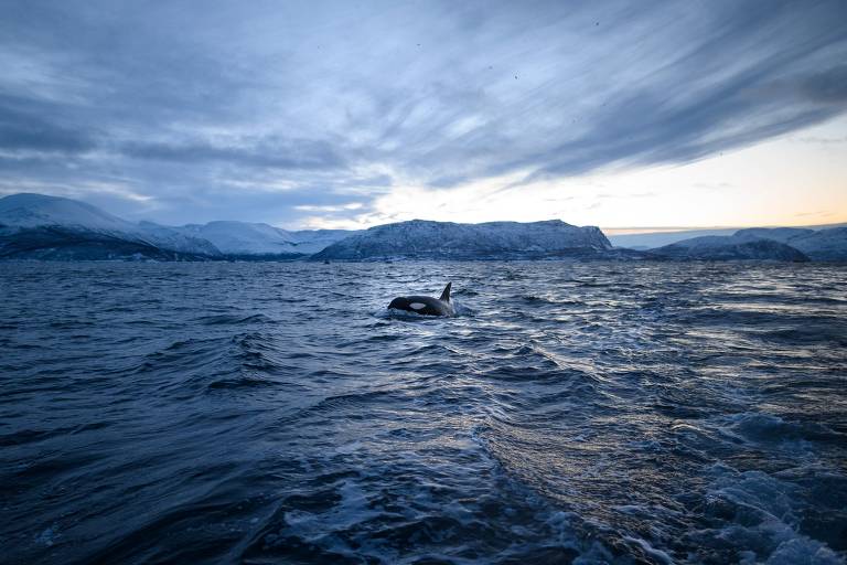 Orcas podem não ser uma única espécie