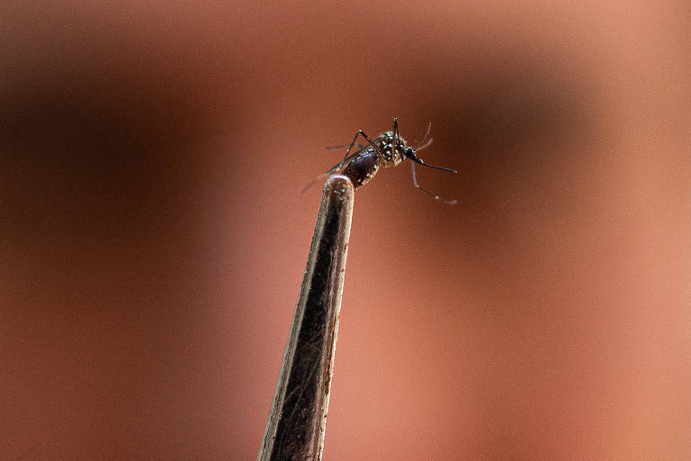 Ministério da Saúde fala em declínio de epidemia, mas dengue ainda preocupa em 7 estados