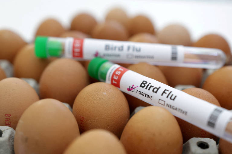 É seguro comer leite e ovos em meio à transmissão de gripe aviária? Entenda