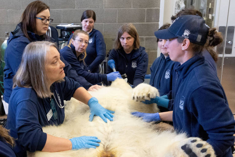 Mulheres em volta de ursa-polar desacordada em uma maca; animal está com as patas para cima