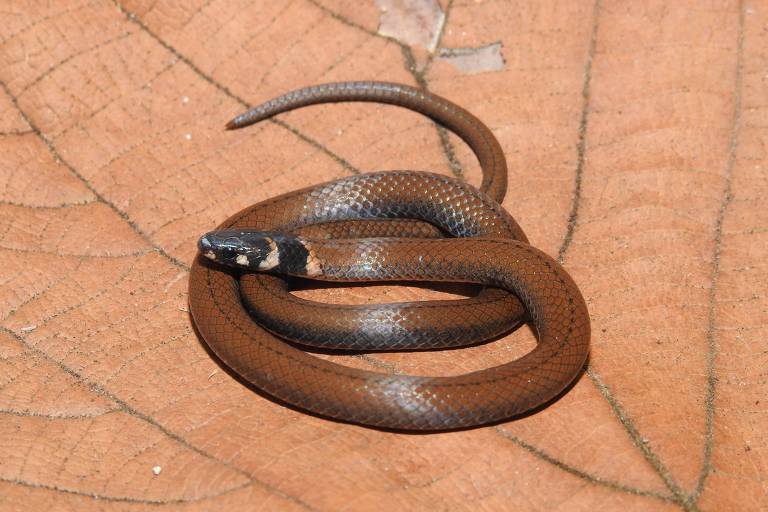 Nova espécie de cobra homenageia pesquisadora do Butantan