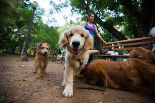 cachorrodromos