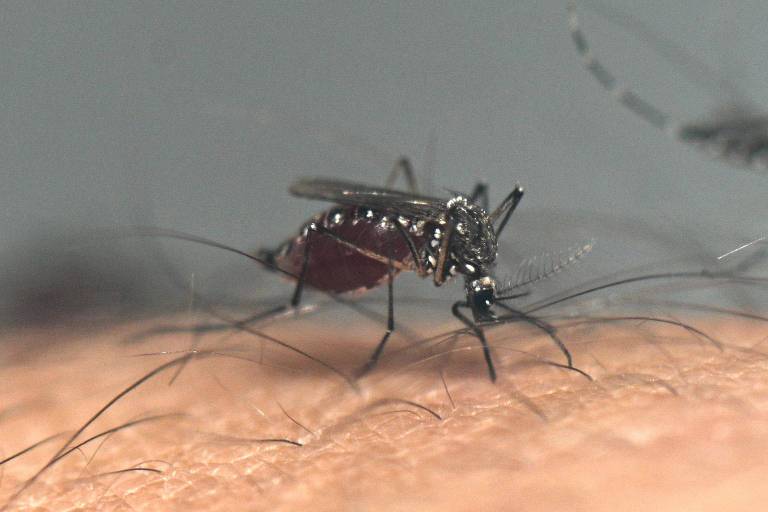 Cidade de São Paulo tem 42 vezes mais casos de dengue do que no mesmo período de 2023