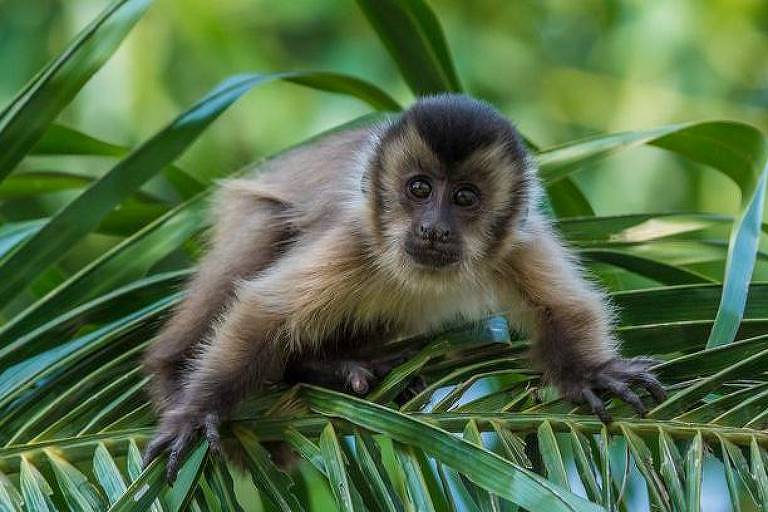 O que cérebro de macacos-prego revela sobre o Alzheimer