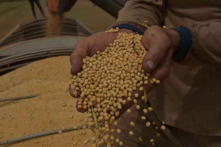 Bunge expande apoio à agricultura regenerativa e pagará prêmio a produtor sustentável