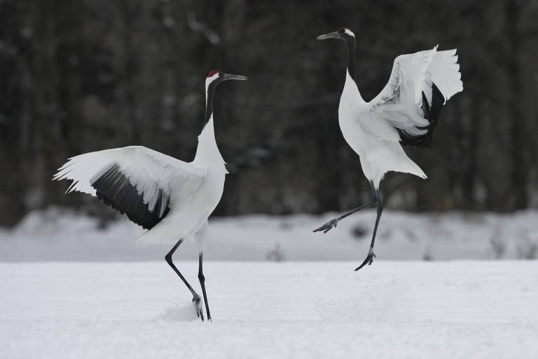 Veja o que conhecer em Hokkaido, a ilha mais ao norte do Japão