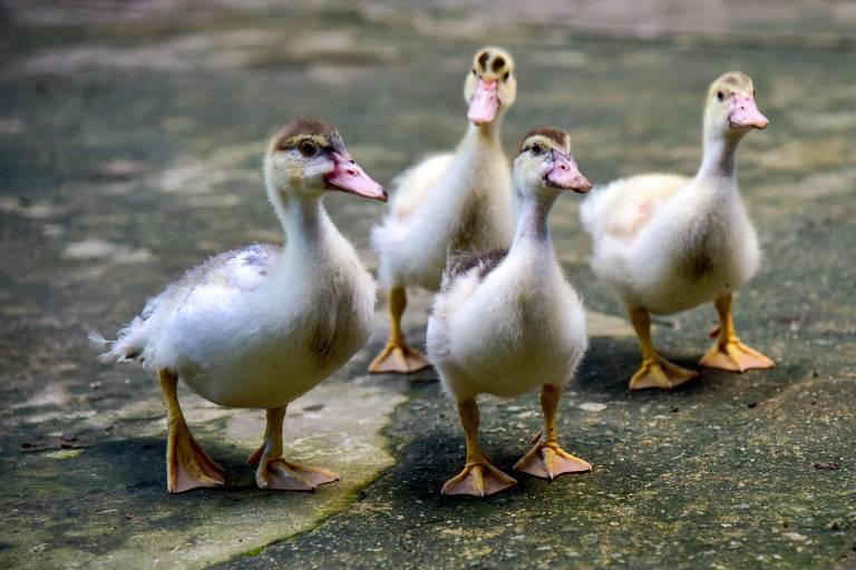 Não há casos de gripe aviária em humanos no Brasil, ao contrário do que sugerem posts