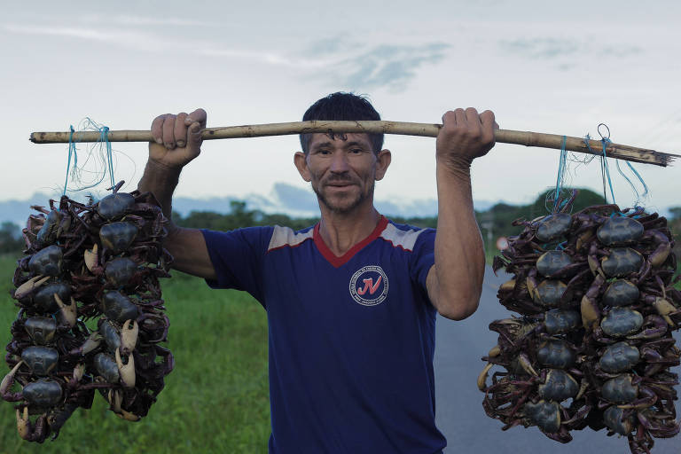 Proteção da pesca do caranguejo ajuda na preservação dos manguezais na região Norte