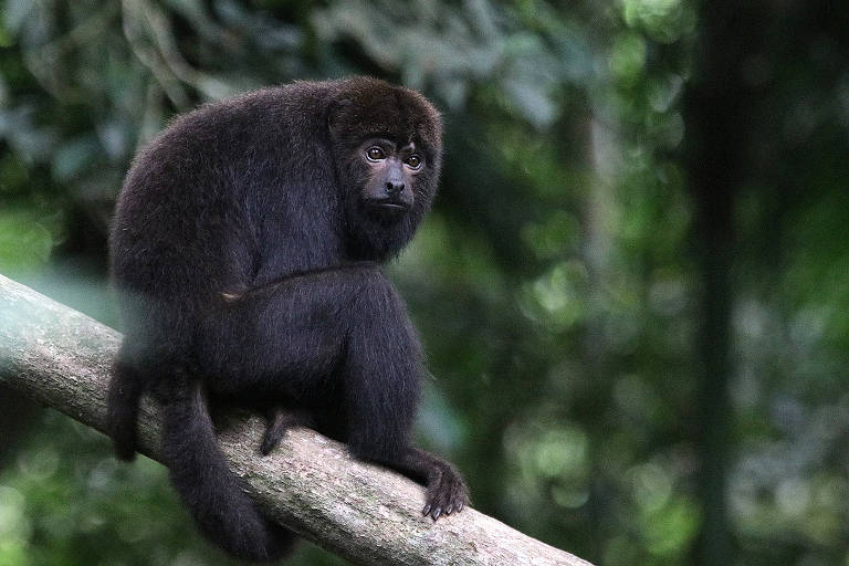Macacos bugios voltam ao Parque Nacional da Tijuca, no Rio de Janeiro; veja vídeo