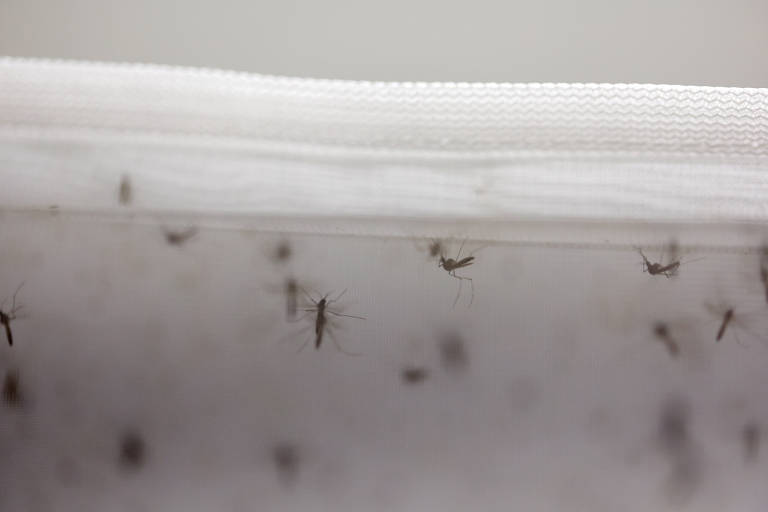 Mosquitos aedes aegypti em laboratório da Fiocruz, no Rio de Janeiro