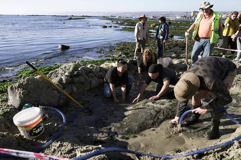 Mulher encontra em praia um fóssil de réptil marinho de 70 milhões de anos