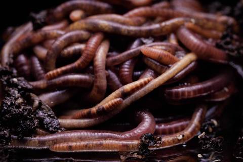 (FILES)  This file photo taken on March 01, 2023 shows Eisenia fetida, commonly known as earthworms, in Paris. - Christophe Gatineau's 