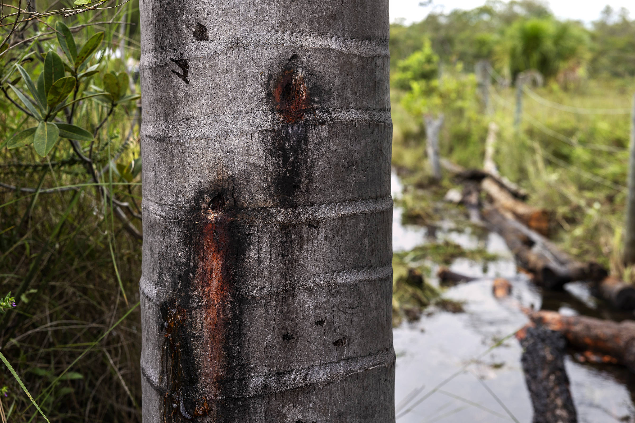 Marcas de tiro no tronco de um pé de buriti