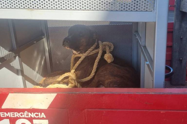 Cachorro ataca estudantes dentro de sala de aula em Goiás