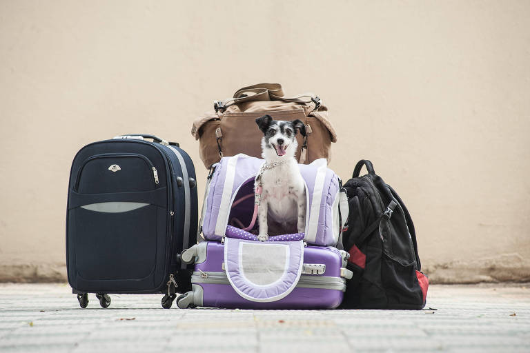 Justiça decide que cão de suporte emocional deve viajar com passageira na cabine de avião