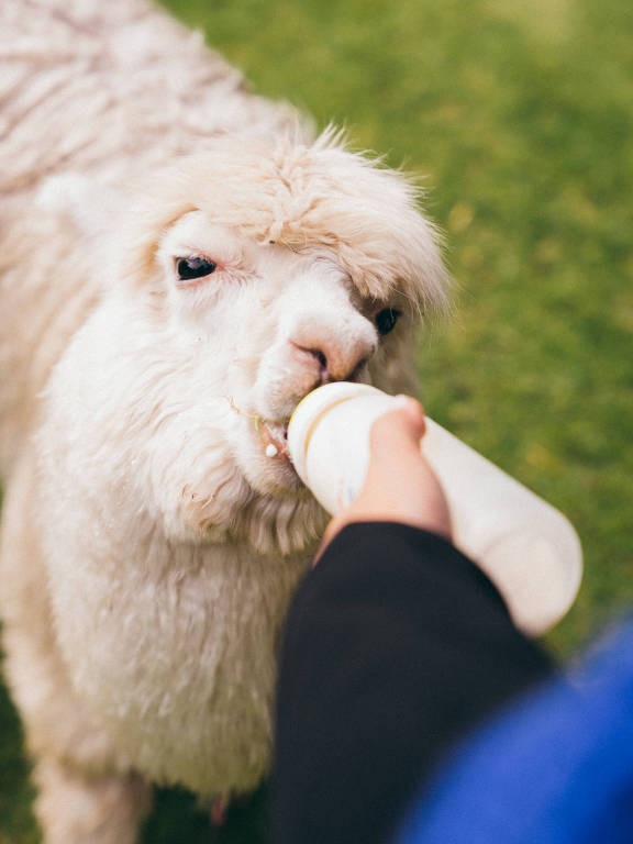 No hotel Rio Sagrado, hotel da Belmond no Vale Sagrado, na região de Cusco, hóspedes podem dar leite às alpacas que vivem nos arredores