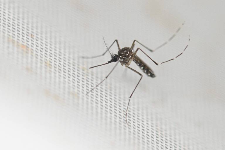Mosquito da dengue. 